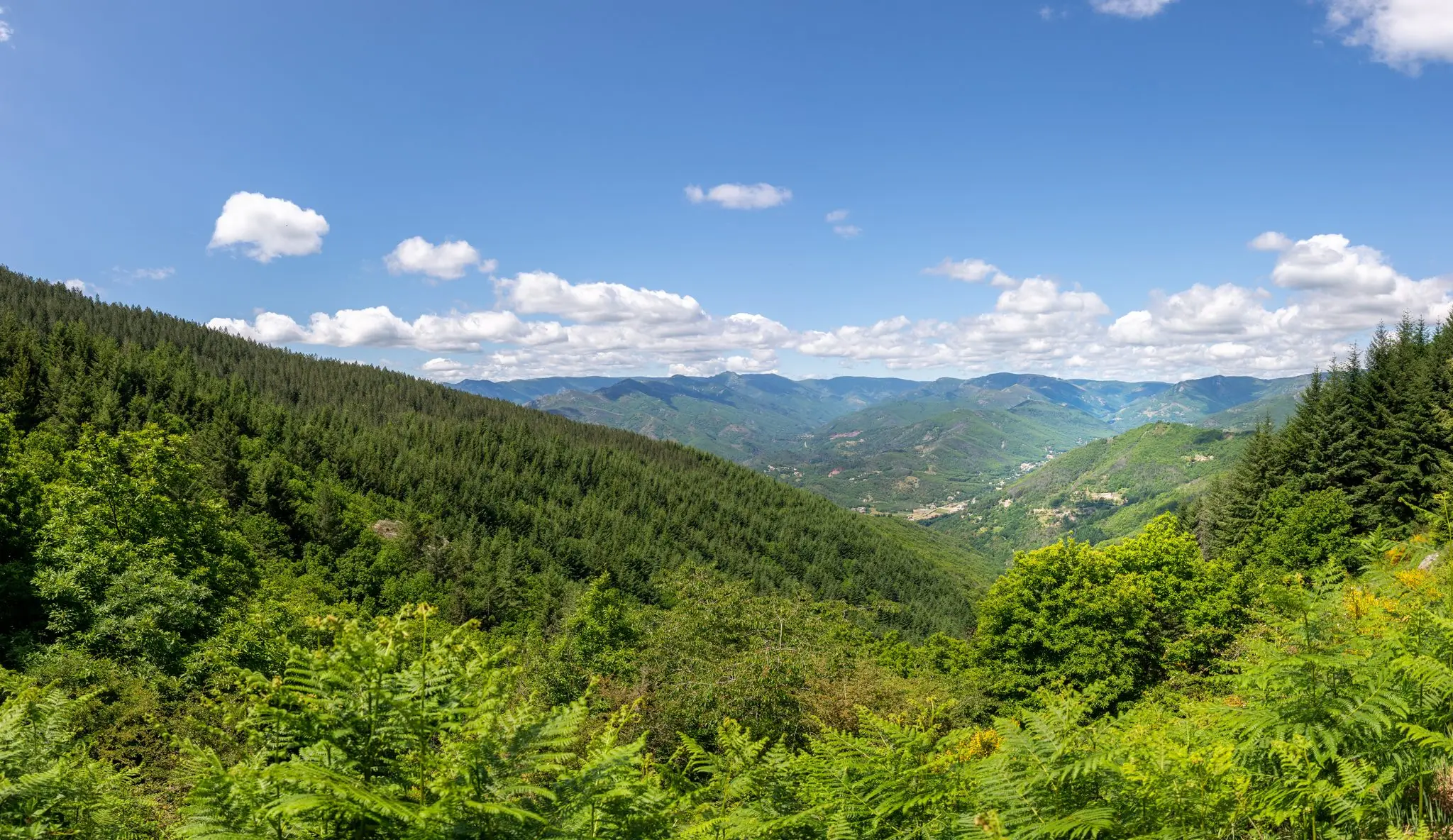 Vallées et crêtes boisées à perte de vue sous un ciel bleu à petits nuages, fougères au premier plan