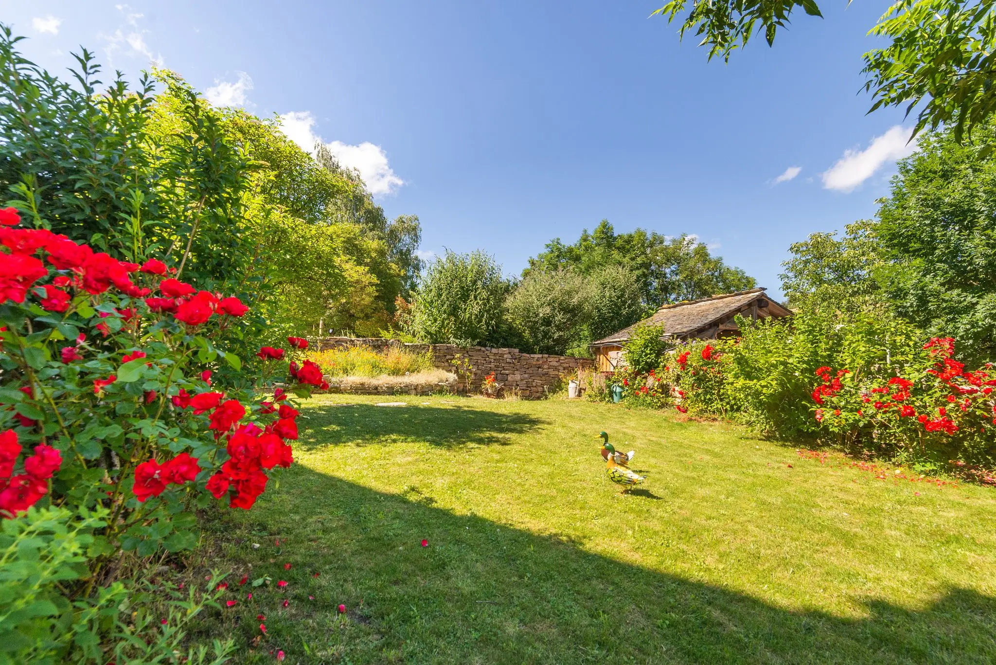 Grande pelouse bordée de rosiers rouges, de haies et d'un muret en pierre, sous un ciel bleu d'été