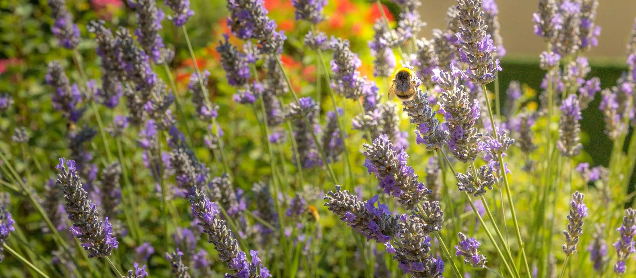 Gros plan sur des épis de lavande en fleur butinés par une abeille, fond flou rouge et vert