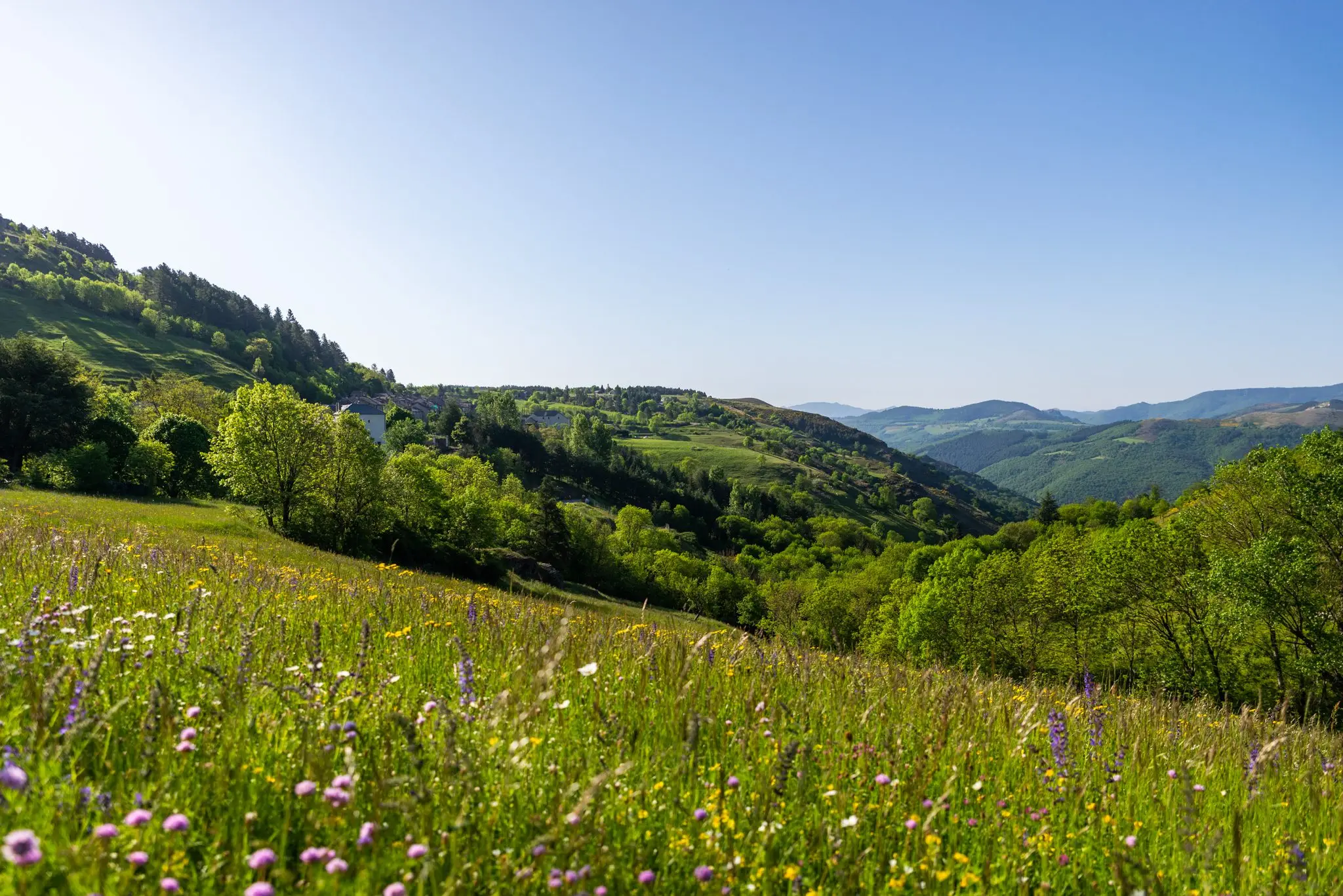 Prairie de fleurs sauvages en pente douce face aux vallées boisées et aux montagnes, ciel bleu