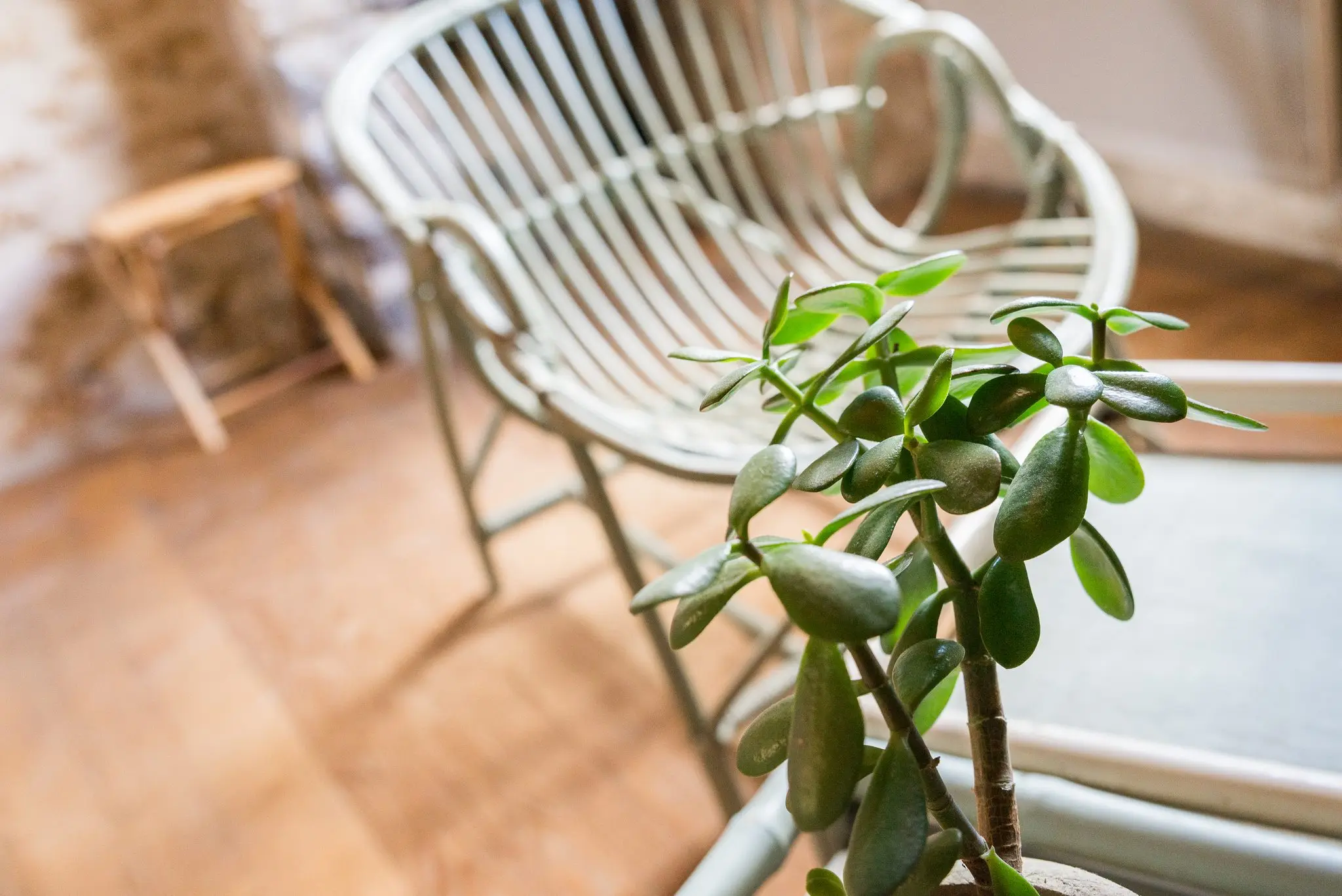 Plante grasse au premier plan devant un fauteuil en rotin blanc sur parquet, lumière douce
